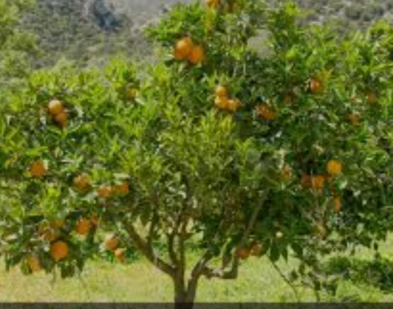 Cortijo El Llano Villa Almería Exterior foto